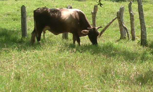 Disminuye producción de leche