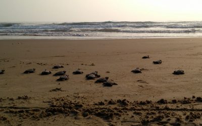 MUEREN TORTUGAS POR CONTAMINACIÓN