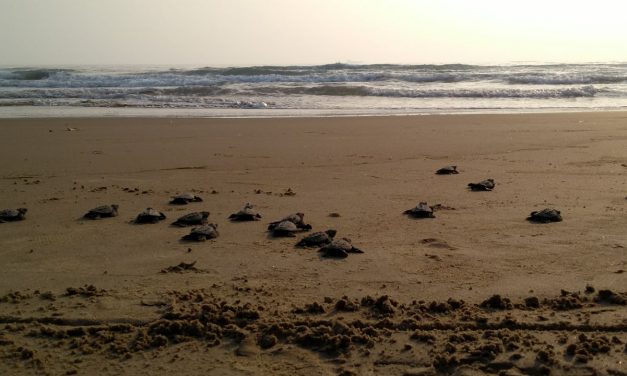 MUEREN TORTUGAS POR CONTAMINACIÓN