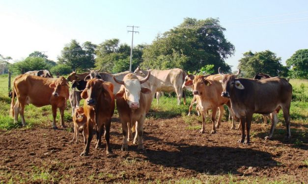 Impacta Abigeato a Ganaderos