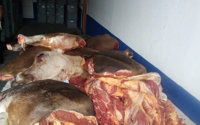 Detienen a presuntos Abigeos