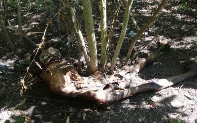 Encuentran cadáver en un potrero en la Ochoa