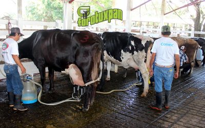 Exitoso XLI Aniversario del Concurso de Vaca Lechera