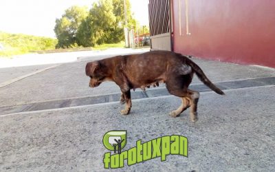 PUESTOS DE VACUNACIÓN ANTIRRABICA EN TUXPAN