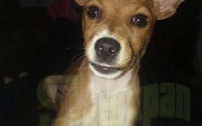 Campaña de Esterilización de Perros y Gatos este 28 de octubre