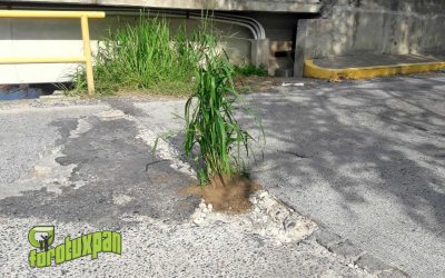 Siembran Plantas en Baches del Puente de La Mata