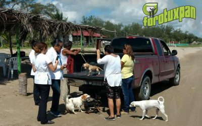 Se Realiza Con Éxito Vacunación Antirrábica en Zona de Playa