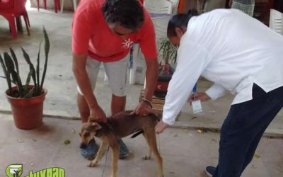 Continúa la vacunación antirrábica en Tuxpan
