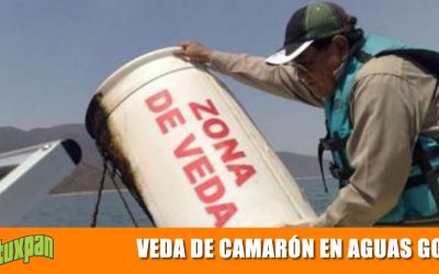 Próxima Veda de Camarón en aguas del Golfo