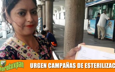 Urgen campañas de esterilización