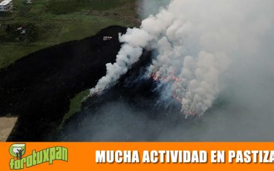 MUCHA ACTIVIDAD EN PASTIZALES