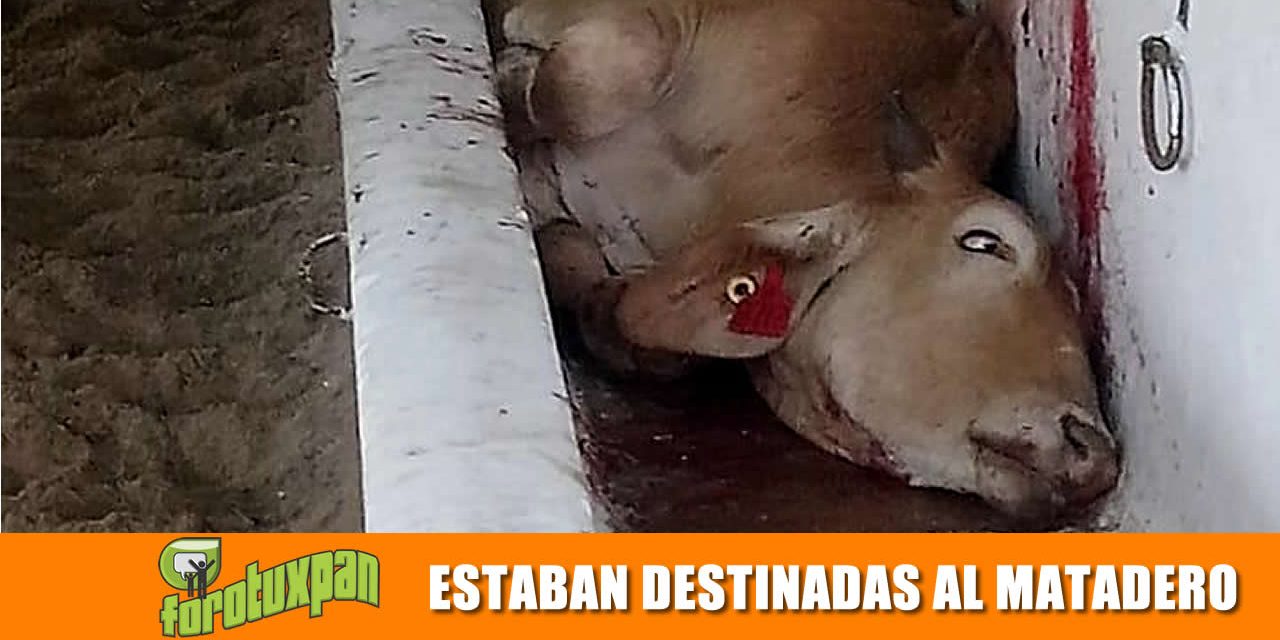ESTABAN DESTINADAS AL MATADERO