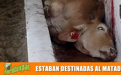 ESTABAN DESTINADAS AL MATADERO