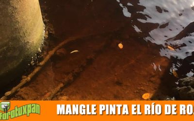 Mangle originó coloración rojiza de Río Tuxpan