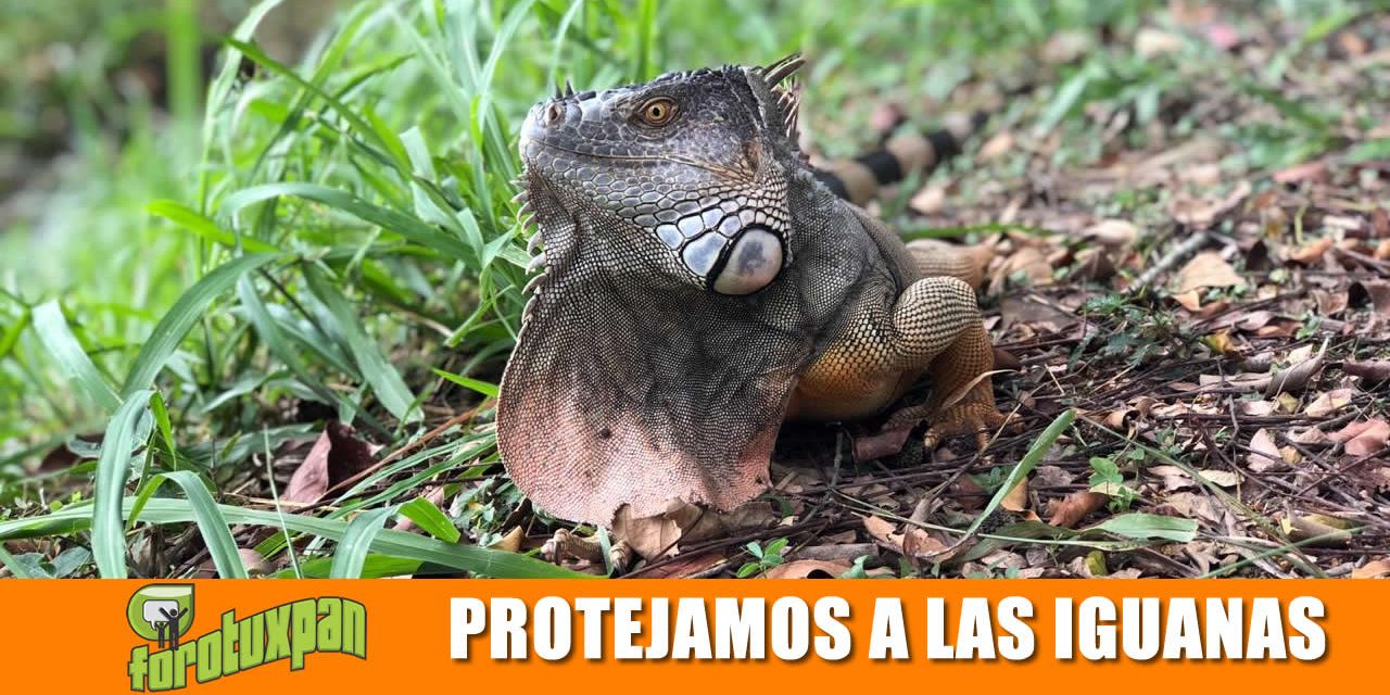 Protejamos a la Iguana