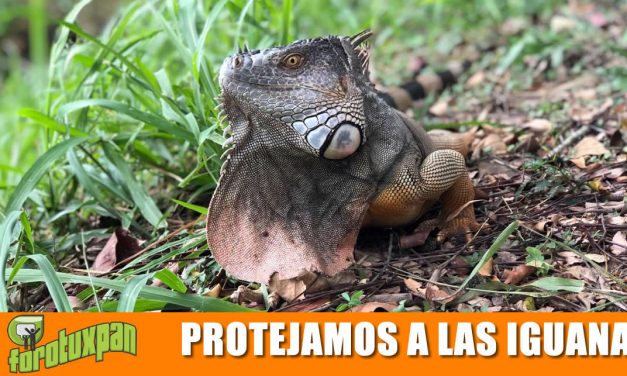 Protejamos a la Iguana