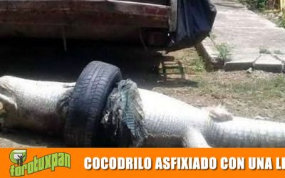 COCODRILO ASFIXIADO