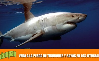 ENTRA EN VIGOR VEDA A LA PESCA DE TIBURONES Y RAYAS EN LOS LITORALES NACIONALES