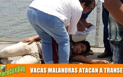 VACAS MALANDRAS NO TIENEN PALABRA Y ARROLLAN A UN TRANSEUNTE