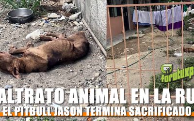 Muere «JASON» por Maltrato Animal