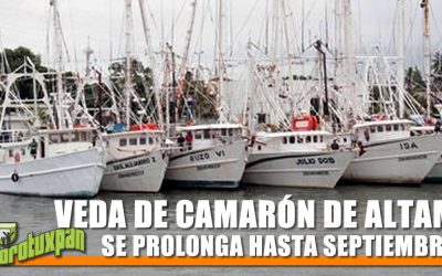 VEDA DE CAMARÓN DE ALTAMAR SE PROLONGA