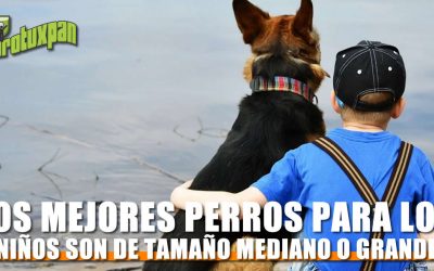 Los mejores perros para los niños son de tamaño mediano o grande