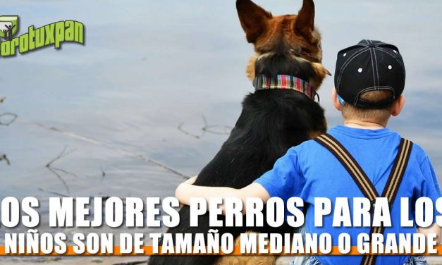 Los mejores perros para los niños son de tamaño mediano o grande