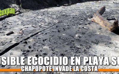Posible ECOCIDIO en Playa Sur