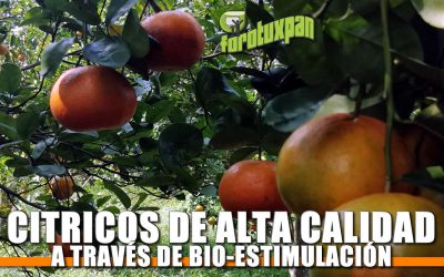 Cítricos de alta calidad a través de Biostimulación