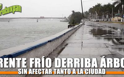 Frente frío 12 derriba árbol pero sistema no provocó daños severos en la ciudad: JCCP
