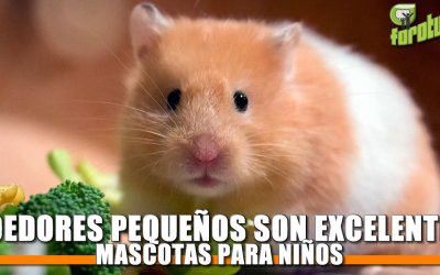 Roedores Pequeños son Excelentes Mascotas para Niños