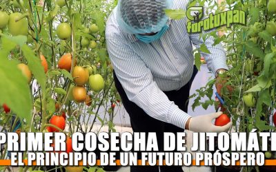 Primer Cosecha de Jitomate: El Principio de un futuro próspero