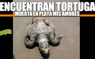 Encuentran TORTUGA muerta en Playa Mis Amores