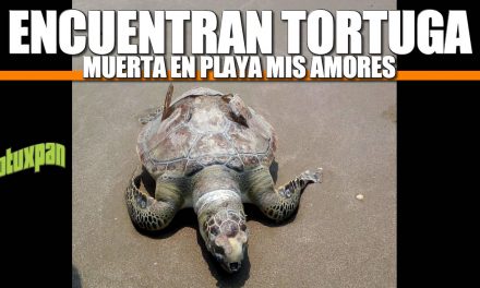 Encuentran TORTUGA muerta en Playa Mis Amores
