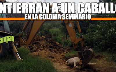 ENTIERRAN A UN CABALLO EN LA COLONIA SEMINARIO