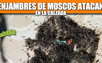 Enjambres de MOSCOS atacan en la Calzada