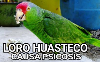 Loro Huasteco causa PSICOSIS