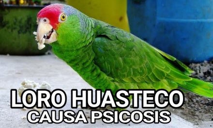 Loro Huasteco causa PSICOSIS