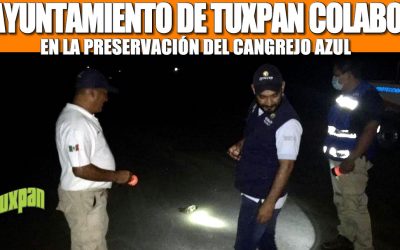 EL AYUNTAMIENTO DE TUXPAN COLABORA EN LA PRESERVACIÓN DEL CANGREJO AZUL