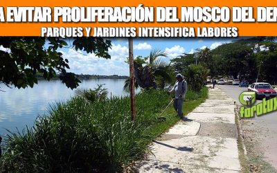 PARA EVITAR PROLIFERACIÓN DEL MOSCO DEL DENGUE, PARQUES Y JARDINES INTENSIFICA LABORES