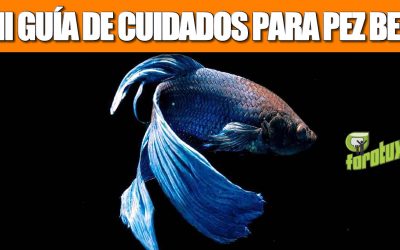 MINI GUÍA DE CUIDADOS PARA PEZ BETTA