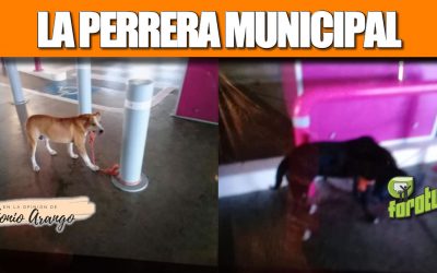 LA PERRERA MUNICIPAL