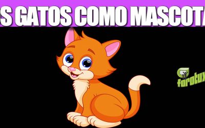 LOS GATOS COMO MASCOTAS