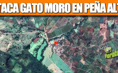 Ataca GATO MORO en PEÑA ALTA