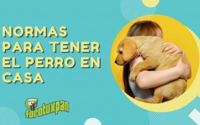 NORMAS PARA TENER EL PERRO EN CASA