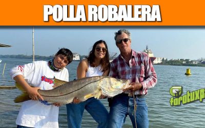 Polla Robalera