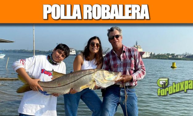 Polla Robalera
