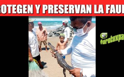 AYUNTAMIENTO PROTEGE Y PRESERVA LA FAUNA QUE EXISTE EN TUXPAN