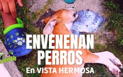 Envenenan PERROS en Vista Hermosa ¡OTRA VEZ!