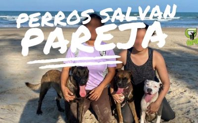 Perros salvan a pareja de ser ASALTADA